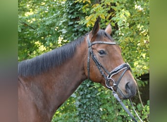 Irish Sport Horse, Wallach, 5 Jahre, 162 cm, Brauner