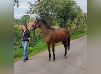 Irish Sport Horse, Wallach, 5 Jahre, 162 cm, Brauner