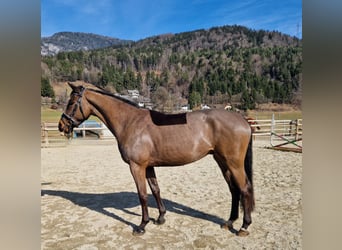 Irish Sport Horse, Wallach, 5 Jahre, 162 cm, Dunkelbrauner