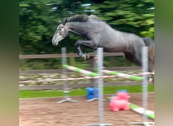 Irish Sport Horse, Wallach, 5 Jahre, 162 cm, Schimmel