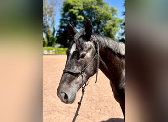 Irish Sport Horse, Wallach, 5 Jahre, 162 cm, Schimmel