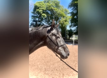 Irish Sport Horse, Wallach, 5 Jahre, 162 cm, Schimmel