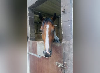 Irish Sport Horse, Wallach, 5 Jahre, 163 cm, Brauner