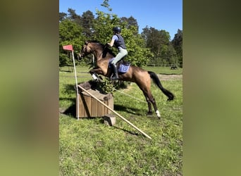 Irish Sport Horse, Wallach, 5 Jahre, 163 cm, Buckskin