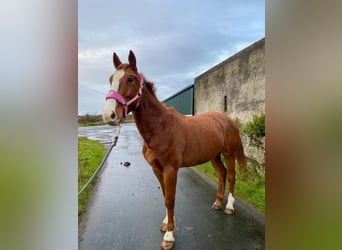 Irish Sport Horse, Wallach, 5 Jahre, 163 cm, Dunkelfuchs