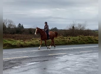 Irish Sport Horse, Wallach, 5 Jahre, 163 cm, Dunkelfuchs