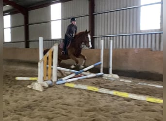 Irish Sport Horse, Wallach, 5 Jahre, 163 cm, Dunkelfuchs