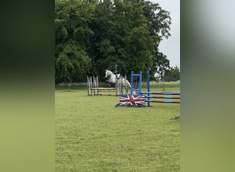 Irish Sport Horse, Wallach, 5 Jahre, 163 cm, Schimmel
