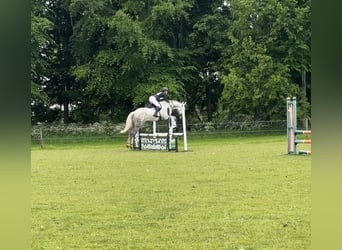 Irish Sport Horse, Wallach, 5 Jahre, 163 cm, Schimmel
