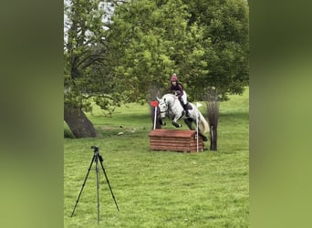 Irish Sport Horse, Wallach, 5 Jahre, 163 cm, Schimmel
