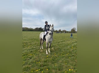 Irish Sport Horse, Wallach, 5 Jahre, 163 cm, Schimmel