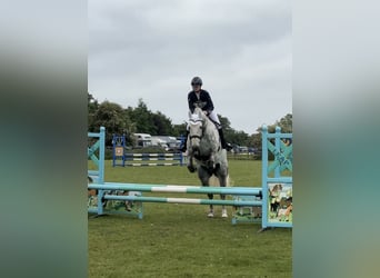 Irish Sport Horse, Wallach, 5 Jahre, 163 cm, Schimmel