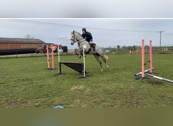 Irish Sport Horse, Wallach, 5 Jahre, 163 cm, Schimmel