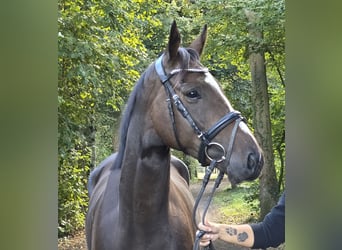 Irish Sport Horse, Wallach, 5 Jahre, 163 cm, Schwarzbrauner
