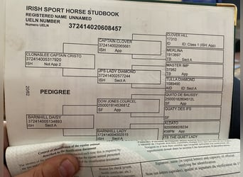 Irish Sport Horse, Wallach, 5 Jahre, 164 cm, Apfelschimmel