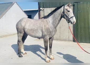 Irish Sport Horse, Wallach, 5 Jahre, 164 cm, Apfelschimmel