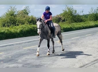 Irish Sport Horse, Wallach, 5 Jahre, 164 cm, Apfelschimmel