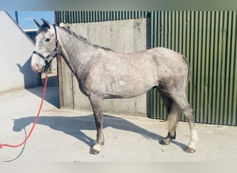 Irish Sport Horse, Wallach, 5 Jahre, 164 cm, Apfelschimmel
