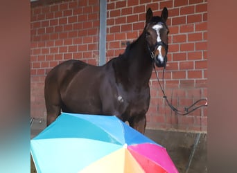 Irish Sport Horse Mix, Wallach, 5 Jahre, 164 cm, Dunkelbrauner