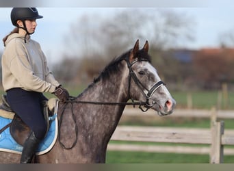 Irish Sport Horse, Wallach, 5 Jahre, 165 cm, Blauschimmel