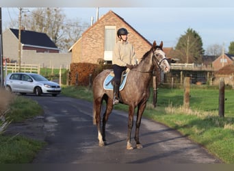 Irish Sport Horse, Wallach, 5 Jahre, 165 cm, Blauschimmel