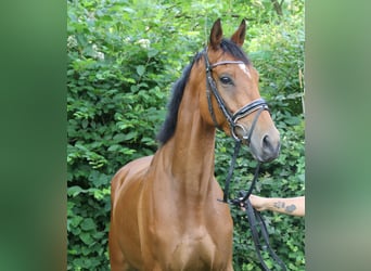 Irish Sport Horse, Wallach, 5 Jahre, 165 cm, Brauner