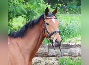 Irish Sport Horse, Wallach, 5 Jahre, 165 cm, Brauner