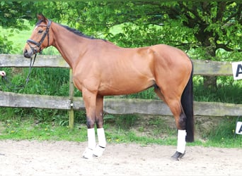 Irish Sport Horse, Wallach, 5 Jahre, 165 cm, Brauner