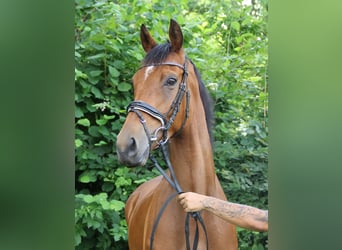 Irish Sport Horse, Wallach, 5 Jahre, 165 cm, Brauner
