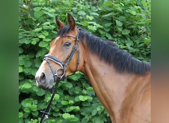 Irish Sport Horse, Wallach, 5 Jahre, 165 cm, Brauner