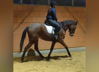 Irish Sport Horse, Wallach, 5 Jahre, 165 cm, Brauner