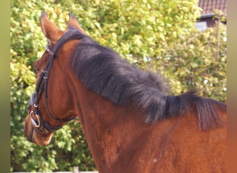 Irish Sport Horse, Wallach, 5 Jahre, 165 cm, Brauner