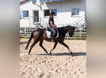 Irish Sport Horse, Wallach, 5 Jahre, 165 cm, Brauner