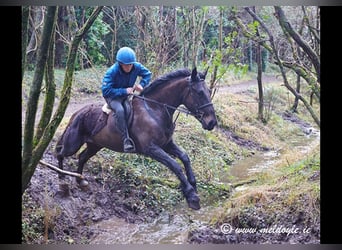 Irish Sport Horse, Wallach, 5 Jahre, 165 cm, Dunkelbrauner