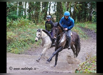 Irish Sport Horse, Wallach, 5 Jahre, 165 cm, Dunkelbrauner