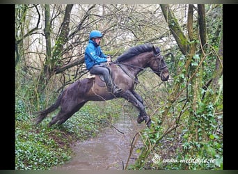Irish Sport Horse, Wallach, 5 Jahre, 165 cm, Dunkelbrauner