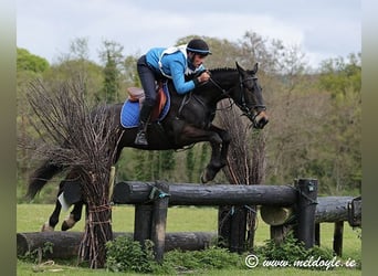 Irish Sport Horse, Wallach, 5 Jahre, 165 cm, Dunkelbrauner