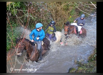 Irish Sport Horse, Wallach, 5 Jahre, 165 cm, Dunkelbrauner