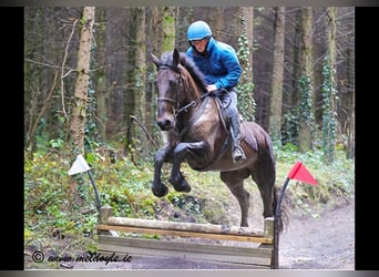 Irish Sport Horse, Wallach, 5 Jahre, 165 cm, Dunkelbrauner