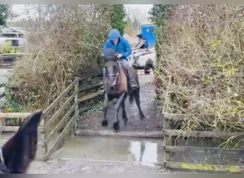 Irish Sport Horse, Wallach, 5 Jahre, 165 cm, Dunkelbrauner