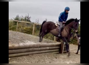 Irish Sport Horse, Wallach, 5 Jahre, 165 cm, Dunkelbrauner