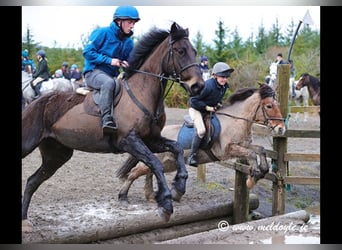 Irish Sport Horse, Wallach, 5 Jahre, 165 cm, Dunkelbrauner