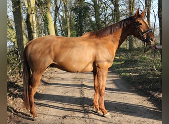 Irish Sport Horse, Wallach, 5 Jahre, 165 cm, Dunkelfuchs