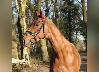Irish Sport Horse, Wallach, 5 Jahre, 165 cm, Dunkelfuchs