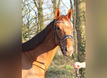 Irish Sport Horse, Wallach, 5 Jahre, 165 cm, Dunkelfuchs