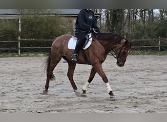 Irish Sport Horse, Wallach, 5 Jahre, 165 cm, Dunkelfuchs