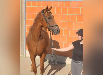 Irish Sport Horse, Wallach, 5 Jahre, 165 cm, Fuchs