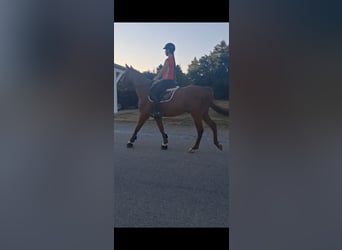 Irish Sport Horse, Wallach, 5 Jahre, 165 cm, Fuchs