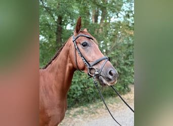Irish Sport Horse, Wallach, 5 Jahre, 165 cm, Fuchs