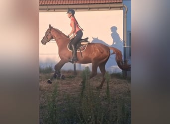 Irish Sport Horse, Wallach, 5 Jahre, 165 cm, Fuchs